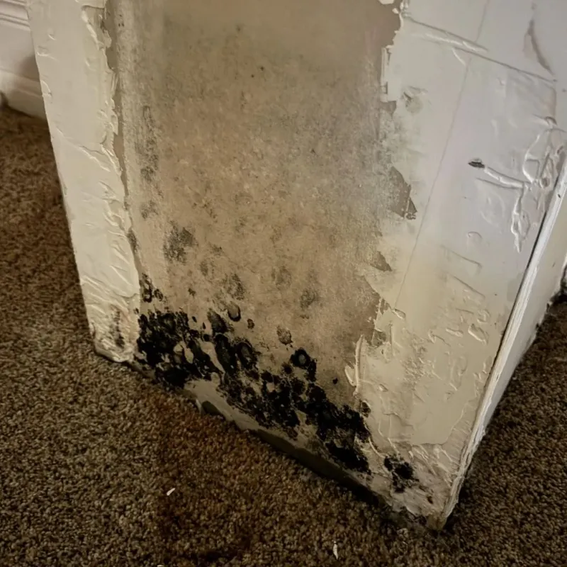 Professional Mold Removal in Despard, WV